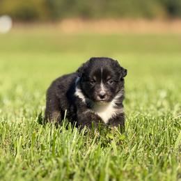 Girl 1 - Black tri-color female Australian Shepherd puppy in Argyle, Iowa from Country Time Kennels
