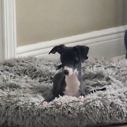 Italian Greyhound and Whippet Puppies from Meraki's Whippets & Italian Greyhounds