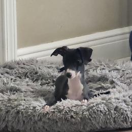 Italian Greyhound and Whippet Puppies from Meraki's Whippets & Italian Greyhounds