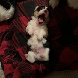 American Corgi and Pembroke Welsh Corgi Puppies from Wild West Corgis