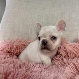 French Bulldog Puppies from Harp Lux Frenchies