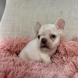 French Bulldog Puppies from Harp Lux Frenchies