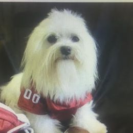 Ollie - Maltese