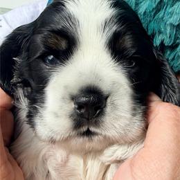 Hiccup - Black white and tan male Cocker Spaniel puppy in Deer Park, Texas from Southern Sunset Cockers