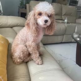 Maples - Poodle