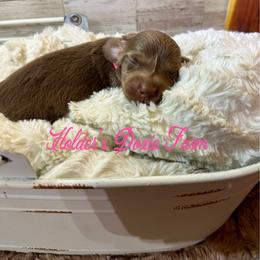 Wilder - Chocolate and cream female Dachshund puppy in Atwood, Oklahoma from Holder’s Doxie Farm