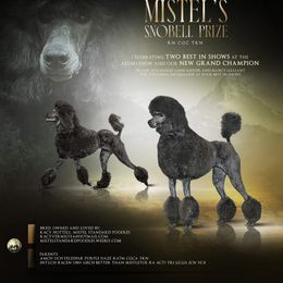 Poodle All Grown Up from Mistel Standard Poodles