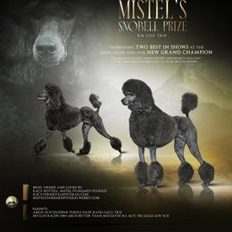 Poodle All Grown Up from Mistel Standard Poodles