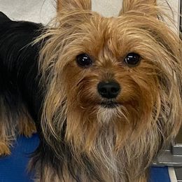 Rocky - Yorkshire Terrier