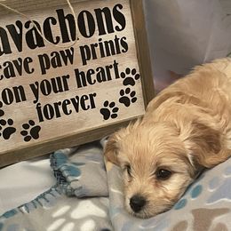 Brady - Tan and white male Cavachon puppy in Ellenville, New York from Lindy’s Cavachons