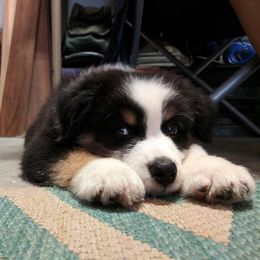 Australian Shepherds from Snowberry Point Aussies