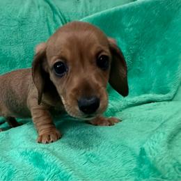 Hot Tamale - Red female Dachshund puppy in Memphis, Tennessee from River City Doxies