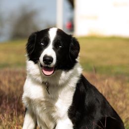 Jolene - Australian Shepherd