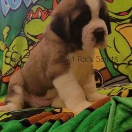 Boy 1 - Brown and white Saint Bernard puppy in Brandon, South Dakota from Split Rock Saints