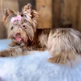 London - Yorkshire Terrier
