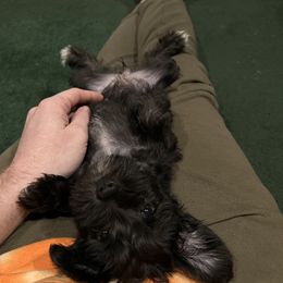 Miniature Schnauzer Puppies from Mini Schnauzers for Life