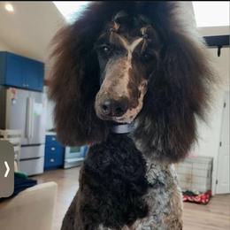 Cookie - Poodle