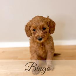 Bingo - Red  female Goldendoodle puppy in Melba, Idaho from KZ Doodles