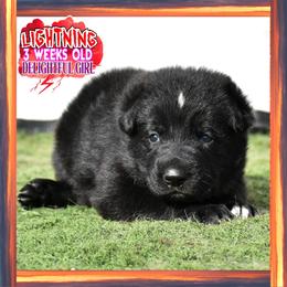 LIGHTNING - Black female German Shepherd puppy in Murrieta, California from Diamond Oaks German Shepherds