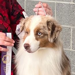 Castiel - Miniature American Shepherd