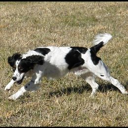 English Springer Spaniel All Grown Up from Sho-Me Springers