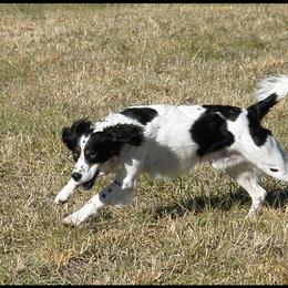 English Springer Spaniel All Grown Up from Sho-Me Springers