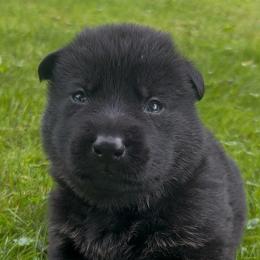 Sunshine - Bi-color female German Shepherd puppy in Salem, Ohio from von den Kilöff Working German Shepherds