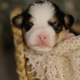 Benedict (Benny) - Black and tan male Pembroke Welsh Corgi puppy in Benton, Arkansas from High Cotton Corgis