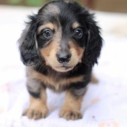 Dachshund Puppies from Prima Dachshunds