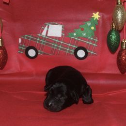 Black male - Black male Labrador Retriever puppy in Four Oaks, North Carolina from TLC Retrievers