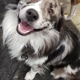 Australian Shepherds from Greenleaf Aussie's and Steers