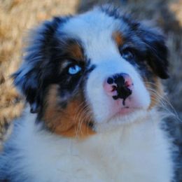 Australian Shepherds and Shetland Sheepdogs from Rod's Pups