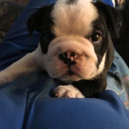 Bulldog, French Bulldog, and Pug Puppies from Royal destiny kennels