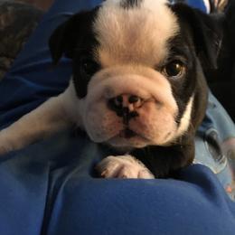 Bulldog, French Bulldog, and Pug Puppies from Royal destiny kennels