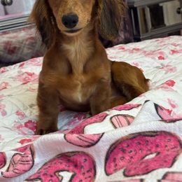 Ashley - Dapple Dachshund puppy in Lake City, Florida from My Ditzy Doxies of Florida