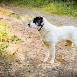 Beyaz - Anatolian Shepherd Dog