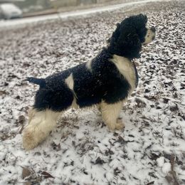 Rumor - Cocker Spaniel
