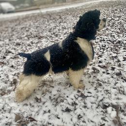 Rumor - Cocker Spaniel