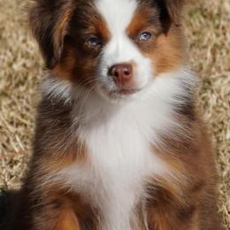 Red Merle 1 - Red merle male Miniature Australian Shepherd puppy in Lawton, Oklahoma from Lindsey’s Aussies