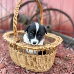 Dark Green Male - Black and tan male Pembroke Welsh Corgi puppy in La Porte City, Iowa from Cedar River Corgis