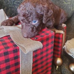 Bear - Chocolate male Labradoodle puppy in Siloam Springs, Arkansas from Siloam Doodles
