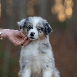 Girl 1 - Blue merle female Australian Shepherd puppy in Newtown, Connecticut from Stepping Stone Kennel