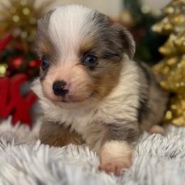 Blue - Blue merle male Toy Australian Shepherd puppy in Ambrose, Georgia from Brandilyn's Aussies