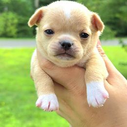 Boy - Fawn male Chihuahua puppy in Vineland, New Jersey from Royal Companion's