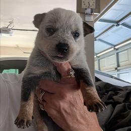 Boy 2 - Blue mottled male Australian Cattle Dog puppy in Choctaw, Oklahoma from Karen Elliott