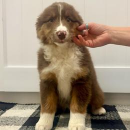 Diamond - Red tri-color male Australian Shepherd puppy in Preston, Idaho from KC Bar Ranch Aussies