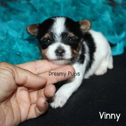 AKC Vinny - Black tan and white male Biewer Terrier puppy in Kennesaw, Georgia from Dreamy Pups