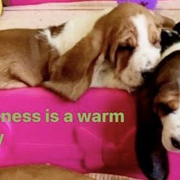 Basset Hounds from Heartsong Hounds