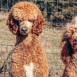 Golden Retrievers and Poodles from The Dogstead