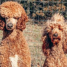 Golden Retrievers and Poodles from The Dogstead